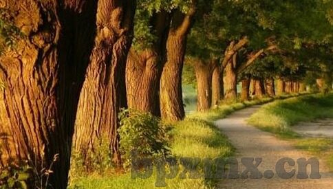糖心app下载安装官方免费下载-携手未来，探索智能生活 —— 糖心APP的免费官方下载与安装指南